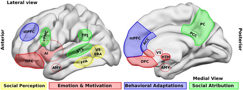 Images Wikimedia Commons/33 Billeke P and Aboitiz F Brain_areas for social processing.jpg